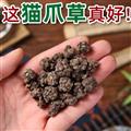 秦嶺山區(qū)道地野生貓爪草 新貨精選