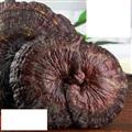灵芝野生灵芝灵芝孢子粉