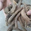 木香 統(tǒng) 產地 甘肅省隴南市文縣