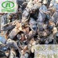 世元藥業(yè) 螻蛄 拉拉蛄 扒扒狗 土狗崽 蠹蚍 地拉蛄 土狗子