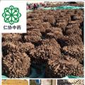 無硫生曬當(dāng)歸 產(chǎn)地直銷 承接各種藥廠貨 現(xiàn)面向全國招商