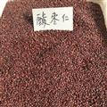 正品 酸棗仁 2024 好統(tǒng)貨 產(chǎn)地 河北省秦皇島市撫寧縣