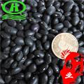 世元藥業(yè) 黑豆  黑大豆 櫓豆 稽豆 枝仔豆