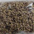 小丽百草行腊梅花蜡梅花 黄梅花 金梅 蜡花 蜡木 麻木紫 石凉茶 唐梅 香梅  