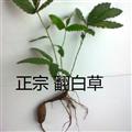 野生新鮮翻白草 帶根葉全草  產(chǎn)地 湖北省