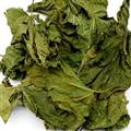 桑葉 選 批發(fā)零售 中藥材 花草茶 產(chǎn)地 福建省漳州市漳浦縣