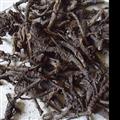 野生羌活 统货 正品羌活 正宗竹节羌活