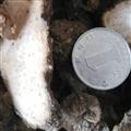 批發(fā)供應  鄂西產地新貨 野生 黃精 優(yōu)質 生黃精片