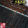 蜈蚣 正品 11-12加長1cm