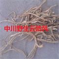 中川精品道地藥材野生云防風(fēng)  產(chǎn)地云南