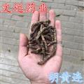 胡黄连 胡连 产地 西藏自治区昌都地区昌都县