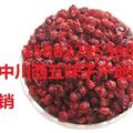 中川西五味子   產(chǎn)地遼寧   庫存5000可售