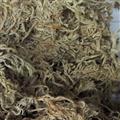 京辉药业 茵陈 新货 优质 促销 2015新货