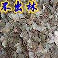 京辉药业 不出林 矮地茶 平地木 正品