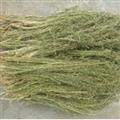 京辉药业 百蕊草 百乳草 小草 细须草 青龙草 正品 促销