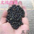 五靈脂 正品 五靈脂米 過藥典 產(chǎn)地 陜西省渭南市市轄區(qū)