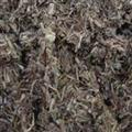 中藥材 老頭草 火絨草 正品 優(yōu)質(zhì) 促銷
