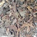 靈吉藥業(yè)  紫蘇葉 地道藥材 貨真價實  批發(fā)各種規(guī)格中藥材  礦石  花茶 野生冷背中藥材
