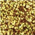 靈吉藥業(yè) 白梅花 綠萼梅 綠梅花 （顆粒）正品 無污染