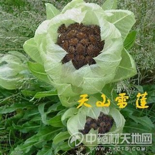 神奇的天山雪蓮,功效相信大家都知道,保證正品.量大從優.