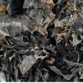 京辉药业 昆布 正品 优质促销 各种中草药 冷背  矿石 参茸
