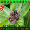 秦艽籽 高產秦艽籽 秦艽種子 量大優(yōu)惠