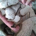 產(chǎn)地直供，穿山龍片，穿地龍，質(zhì)量保證