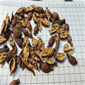 金櫻子 帶子貨 產(chǎn)地 湖南省衡陽市蒸湘區(qū)