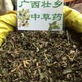 廣西壯鄉(xiāng)中草藥 野生 澤蘭 水澤蘭 產(chǎn)地 廣西柳州