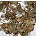 虎耳草 石荷叶、金线吊芙蓉、老虎耳 统统 产地 山东省
