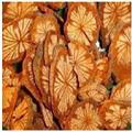 產(chǎn)地供應(yīng) 各種規(guī)格批發(fā)、紅藤、大血藤、