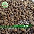 胖大海 胖大海統(tǒng)貨 產(chǎn)地 海外 買好藥找娟子