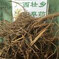 廣西壯鄉(xiāng)中草藥 野生 全根 六月雪 產(chǎn)地 廣西柳州