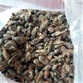 京輝藥業(yè) 虻蟲 蜚虻 氓蟲 牛氓蟲 正品優(yōu)質(zhì)選貨 實(shí)物拍攝