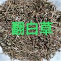 翻白草 翻白草統(tǒng)段 產(chǎn)地 山東省