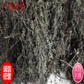 旱莲草 旱莲草统货 产地 河南省南阳市市辖区