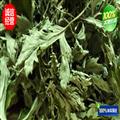 艾葉 手撿大片 產(chǎn)地 河南省南陽市