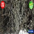 旱莲草 旱莲草选货 产地 河南省南阳市市辖区