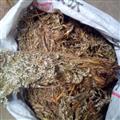 翻白草 委陵菜 毛鸡腿子 野鸡膀子 蛤蟆草 山萝卜  白头翁 统片 产地 山东省 批发各种冷背中草药个子