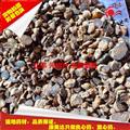 元胡索 漢中統(tǒng)片（0.2篩） 產地 陜西省
