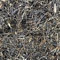 威灵仙 无芦头选货 产地 辽宁省抚顺市新抚区