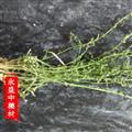 百蕊草 百蕊草統(tǒng)貨 產(chǎn)地 河南省南陽市