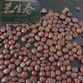 出口手選酸棗仁 茗生春藥材總公司 一手貨源  數(shù)量有限，售完下架
