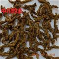 黃連  產(chǎn)地重慶  藥材地道  好藥好  庫存3000可售