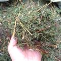 广西壮乡中草药 野生 含量高 青蒿 产地 广西柳州市融水苗族自治县