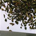绞股蓝 绞股蓝碎粒 产地 四川省