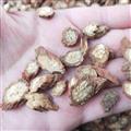 丹參片1000克促銷批發(fā)價紅丹參紫丹參 茶用選裝精品含量高 產(chǎn)地 山西省
