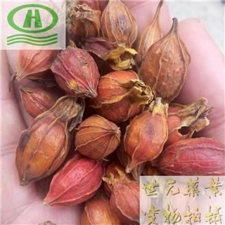 世元药业 栀子 正品(正宗江西产药效好)别称-枝子 黄果子 山黄枝 黄栀