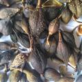 連翹 青翹水煮（汽蒸）統(tǒng)貨 產(chǎn)地 河南省