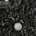 水蛭 小水蛭清水統(tǒng)貨 茗生春藥材總公司 一手貨源 7天無(wú)理由退換